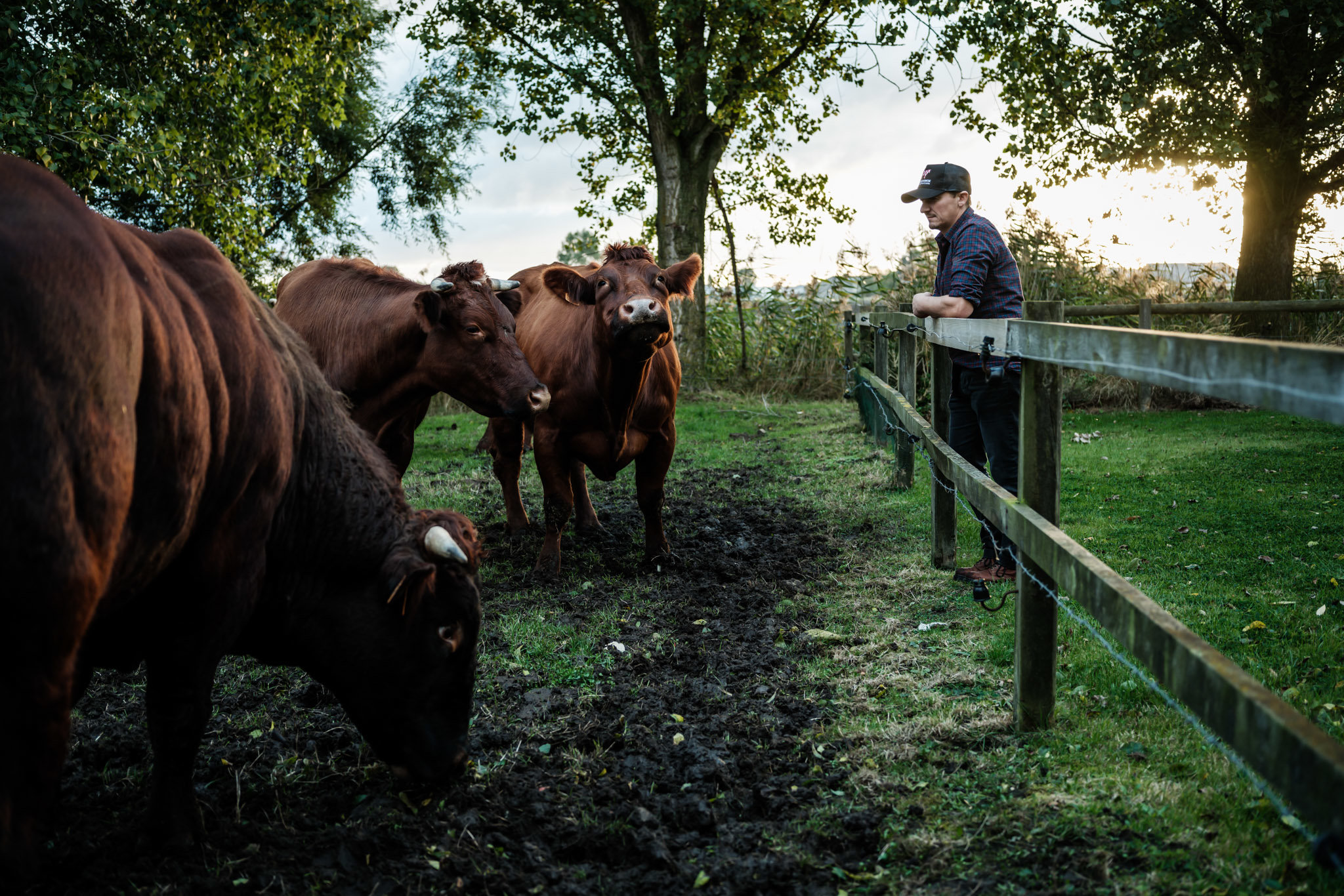 Hendrik Dierendonck dans les champs avec les vaches rouges de Belgique
